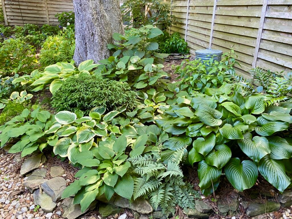 Shaded Woodland Garden Design