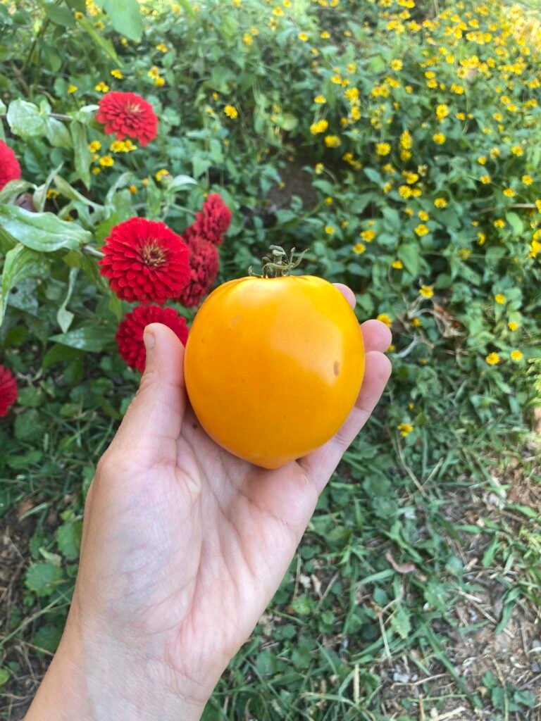 Golden Jubilee Tomato