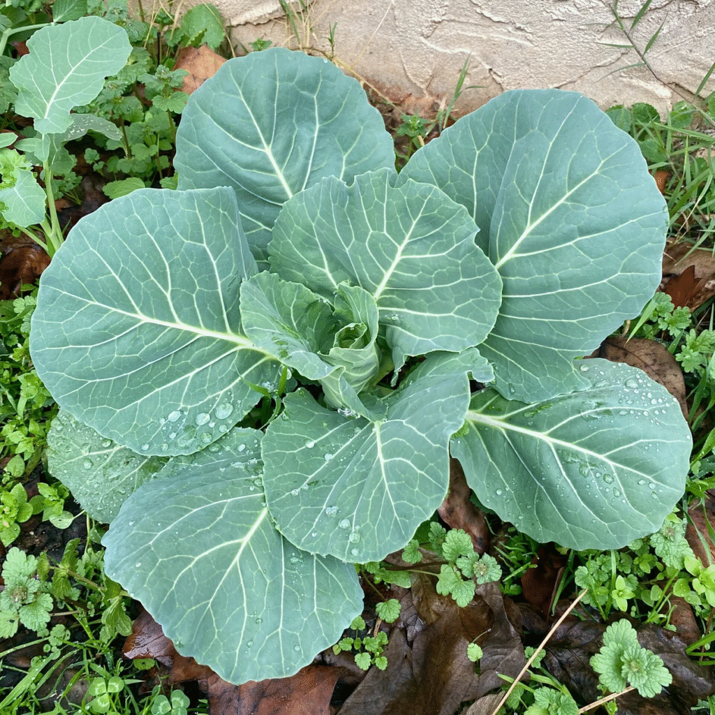 cabbage grown in garden