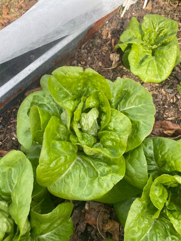 Butter Lettuce